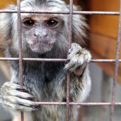 Close-up of monkey in cage