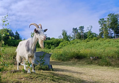 Goat in field