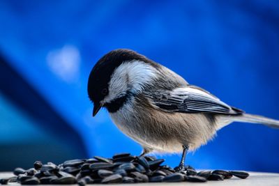 Close-up of bird perching on blue wall