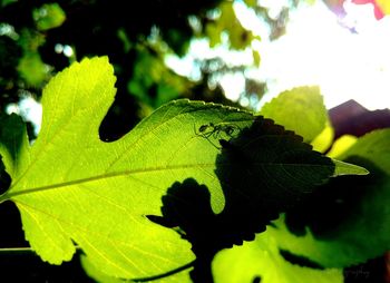 Close-up of fresh green leaves