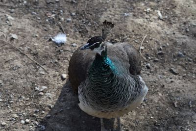 High angle view of a bird