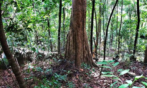 Trees in forest