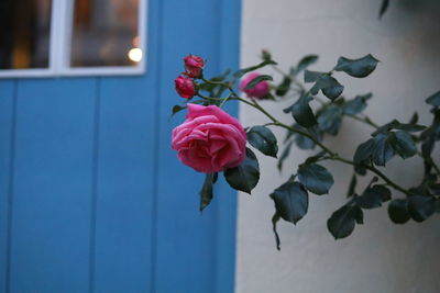 Close-up of rose plant