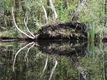 Trees growing in forest