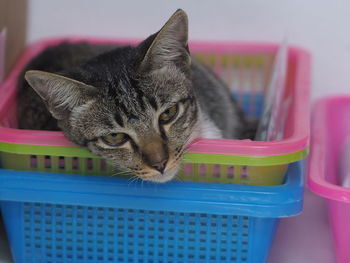 Close-up of a cat in basket