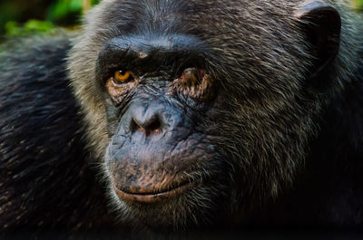 Close-up portrait of monkey