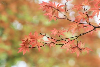 Close-up of autumnal leaves against blurred background