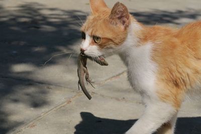 Cat looking away