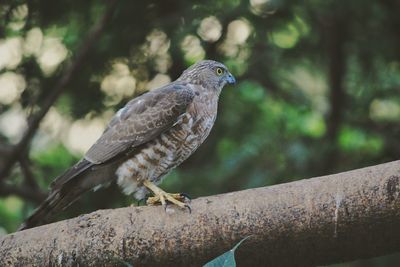 Close-up of bird perching on tree