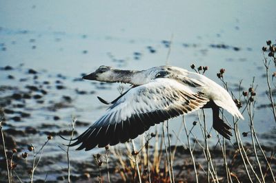 Close-up of birds flying over lake