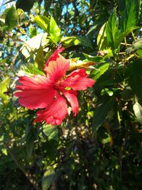 Close-up of red flower