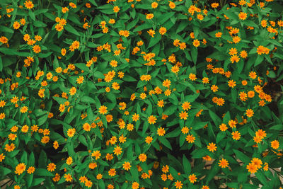 Full frame shot of flowering plants