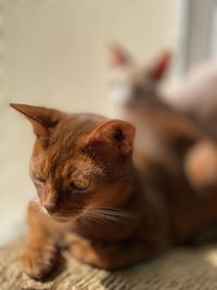 Close-up of a cat looking away