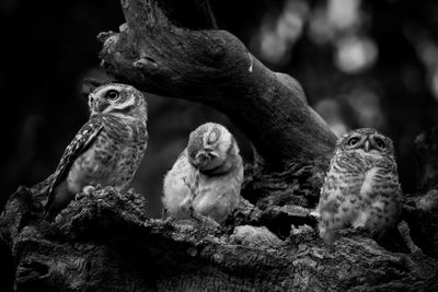 Close-up of birds perching on tree