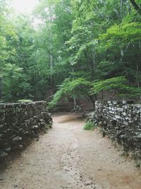 Trees in forest