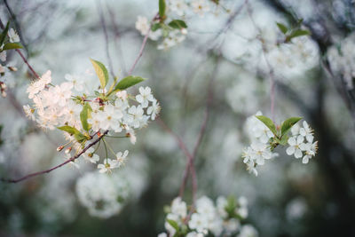 Close-up of white cherry blossoms in spring