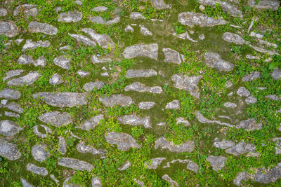 High angle view of moss growing on rock