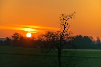 Trees on field against orange sky
