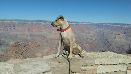 Dog on rock