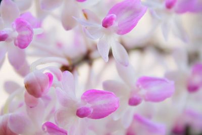 Close-up of pink cherry blossom
