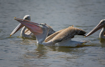 Duck swimming in lake