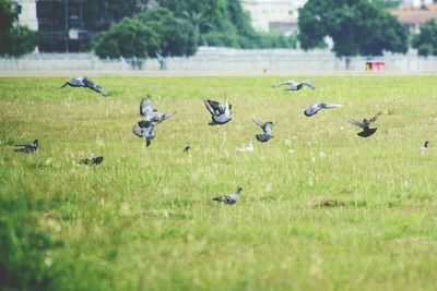 Flock of birds in a field