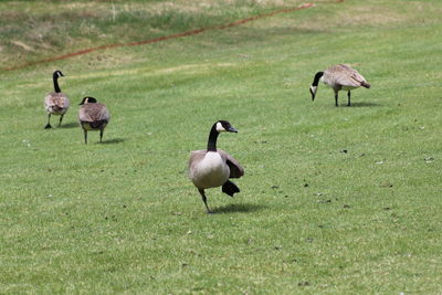 Ducks walking on grassy field