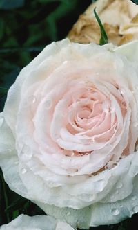 Close-up of rose blooming outdoors