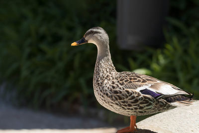 Side view of mallard duck perching on retaining wall