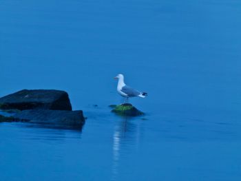 High angle view of seagull on rock