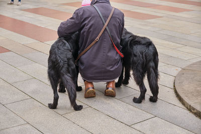 Side view of dogs walking on footpath