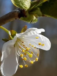 Close-up of white cherry blossoms