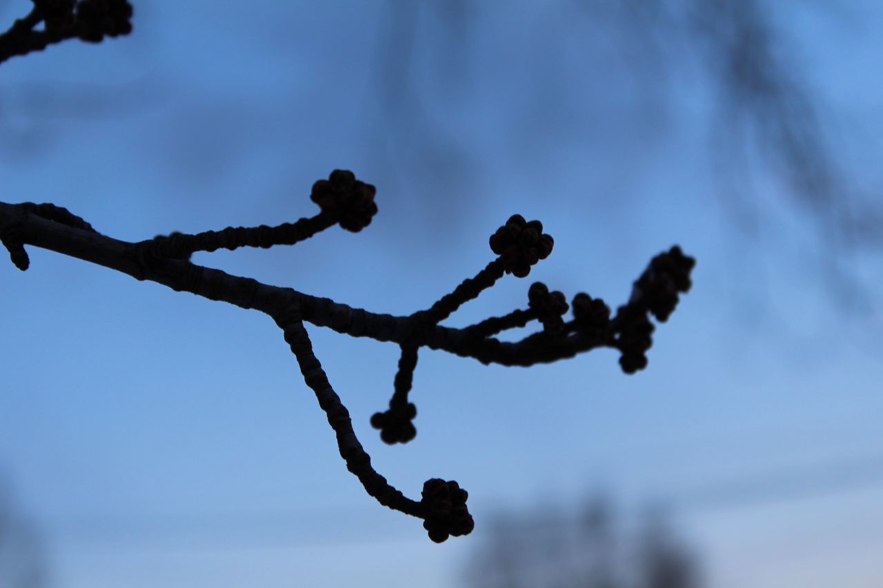 low angle view, sky, focus on foreground, close-up, selective focus, silhouette, nature, outdoors, tree, day, branch, cloud - sky, no people, hanging, cloud, blue, dusk, tranquility, beauty in nature, twig