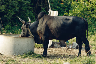 Cow standing on field