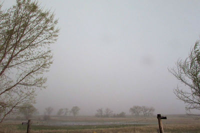 Trees in foggy weather