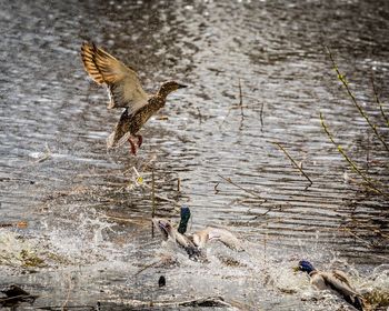 Birds flying over lake