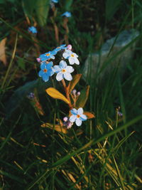 Close-up of purple flowers blooming in field