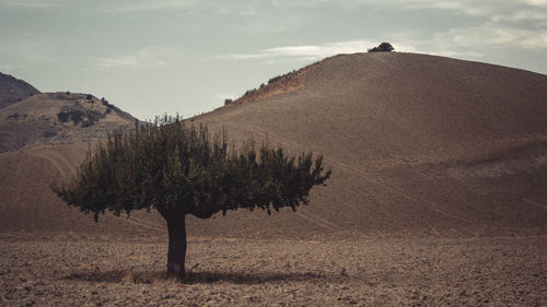 Tree on field against sky