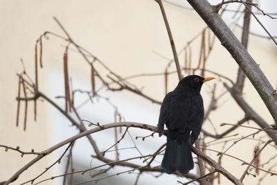 Bird perching on a branch