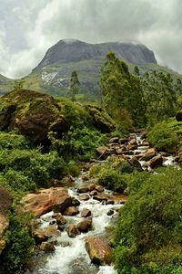 Stream amidst plants against mountain in munnar