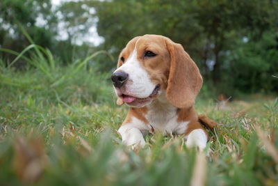 Dog looking away on field