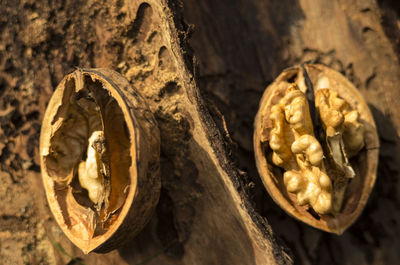 Fresh walnut cracked open