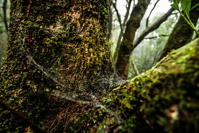 Close-up of moss growing on tree trunk