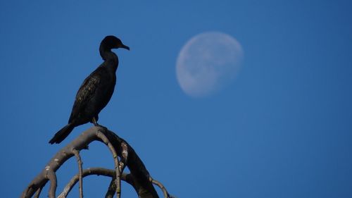 Low angle view of bird perching on branch against blue sky and moon 