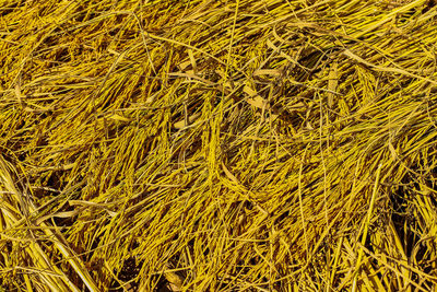 Full frame shot of wheat field