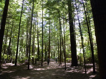 View of trees in forest