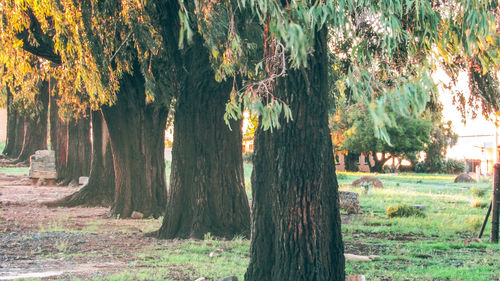 Trees on field in forest