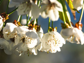 Close-up of white cherry blossoms