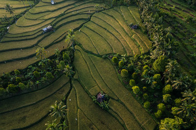 Lush green rice paddies in the mountains of bali