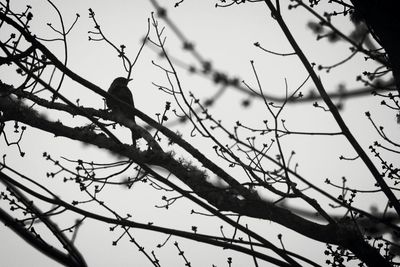 Low angle view of bare tree against sky